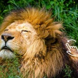 Cracóvia: Zoo com serviço de busca no hotel