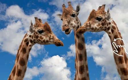 Cracovia: Zoo con servicio de recogida del hotel