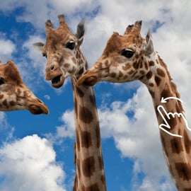 Cracóvia: Zoo com serviço de busca no hotel