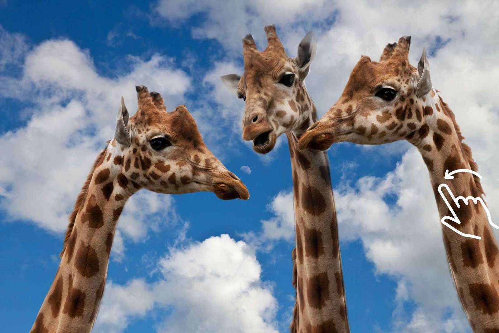 Cracóvia: Zoo com serviço de busca no hotel
